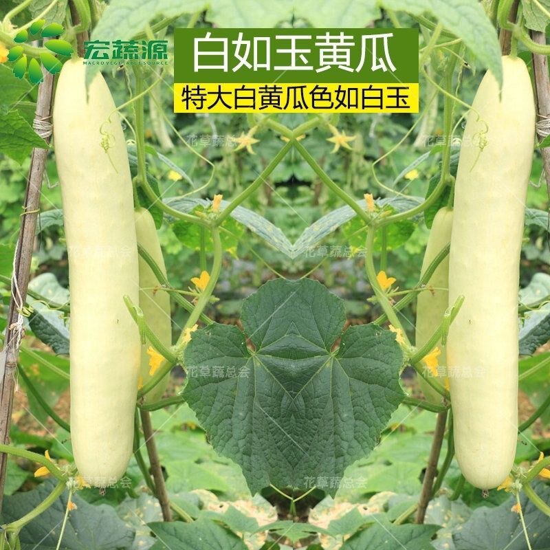 白黄瓜种籽白皮燕白特大白黄瓜高产大田蔬菜黄瓜苗种子孑易种爬藤