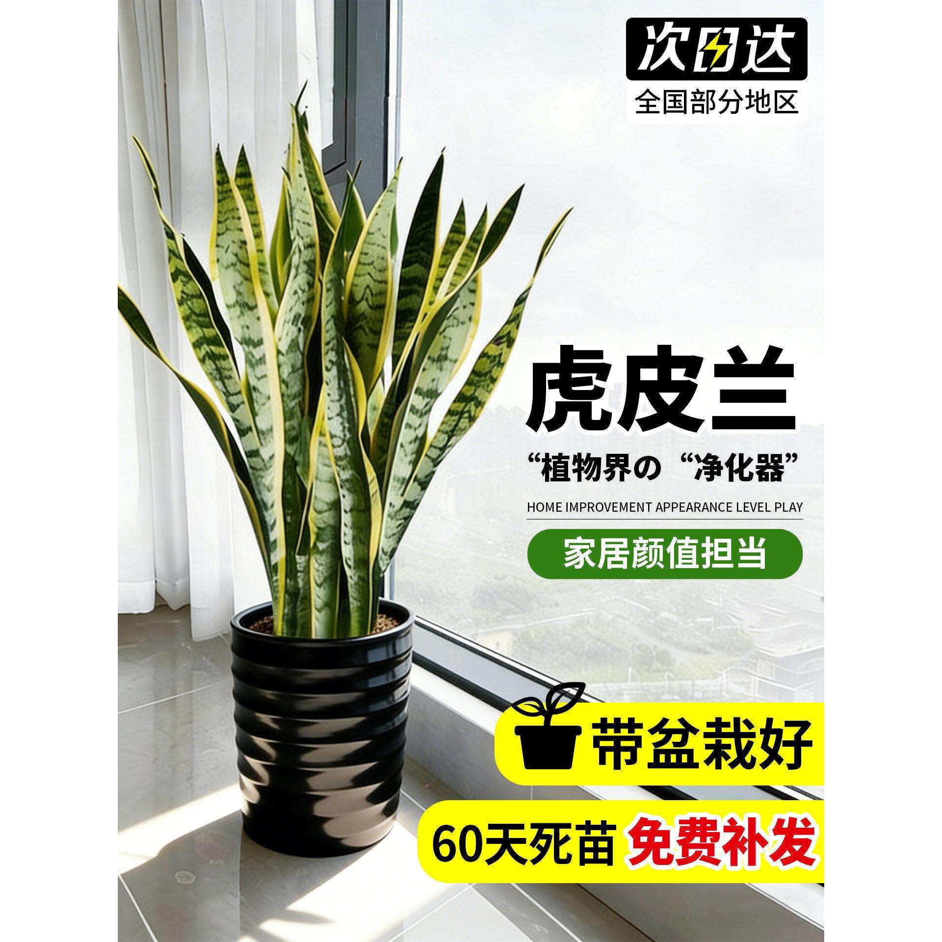 盆金台边虎皮兰栽多肉植物阳白玉办虎皮兰绿植公室桌面客厅金边虎