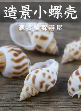 寄居蟹替换壳高颜值天然海螺贝壳小号卷贝鱼diy手工材料标本装饰