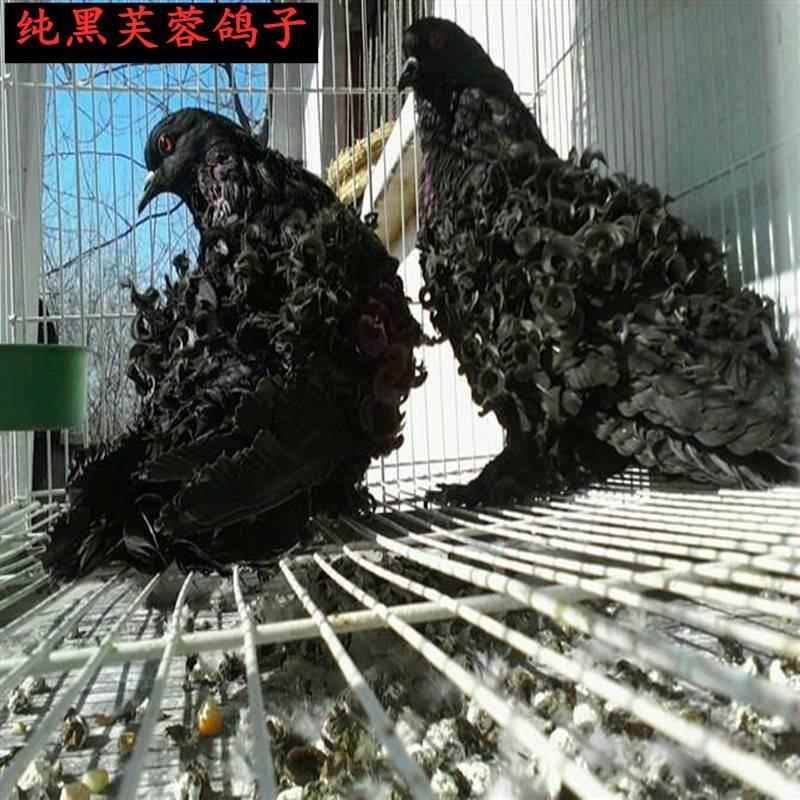 包活一对精品鸽子活体芙蓉鸽子成年鸽观赏鸽青年鸽子鸽包健康好养