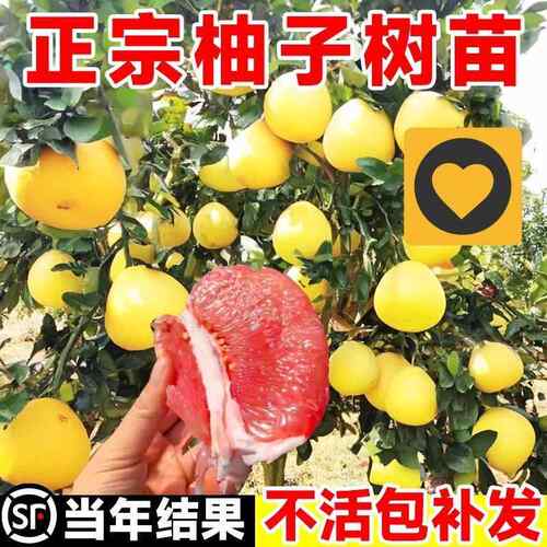 柚子树苗果树果苗红心蜜柚广西大沙田柚庭院嫁接南方种植水果葡萄