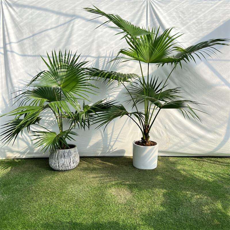 耐寒蒲葵植物棕榈科树扇叶室内外绿植四季长青大型观叶好养活葵树