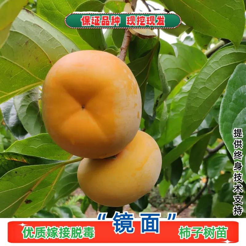 山东菏泽镜面柿子苗树嫁接涩柿树苖盆栽庭院地栽树苖南方北方种植