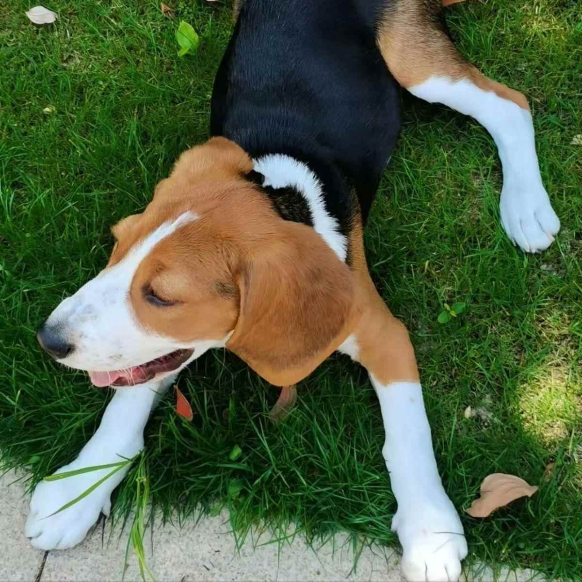 比格幼犬长不大警犬小型犬活体活物犬狩猎犬幼宠大耳朵工作犬宠物