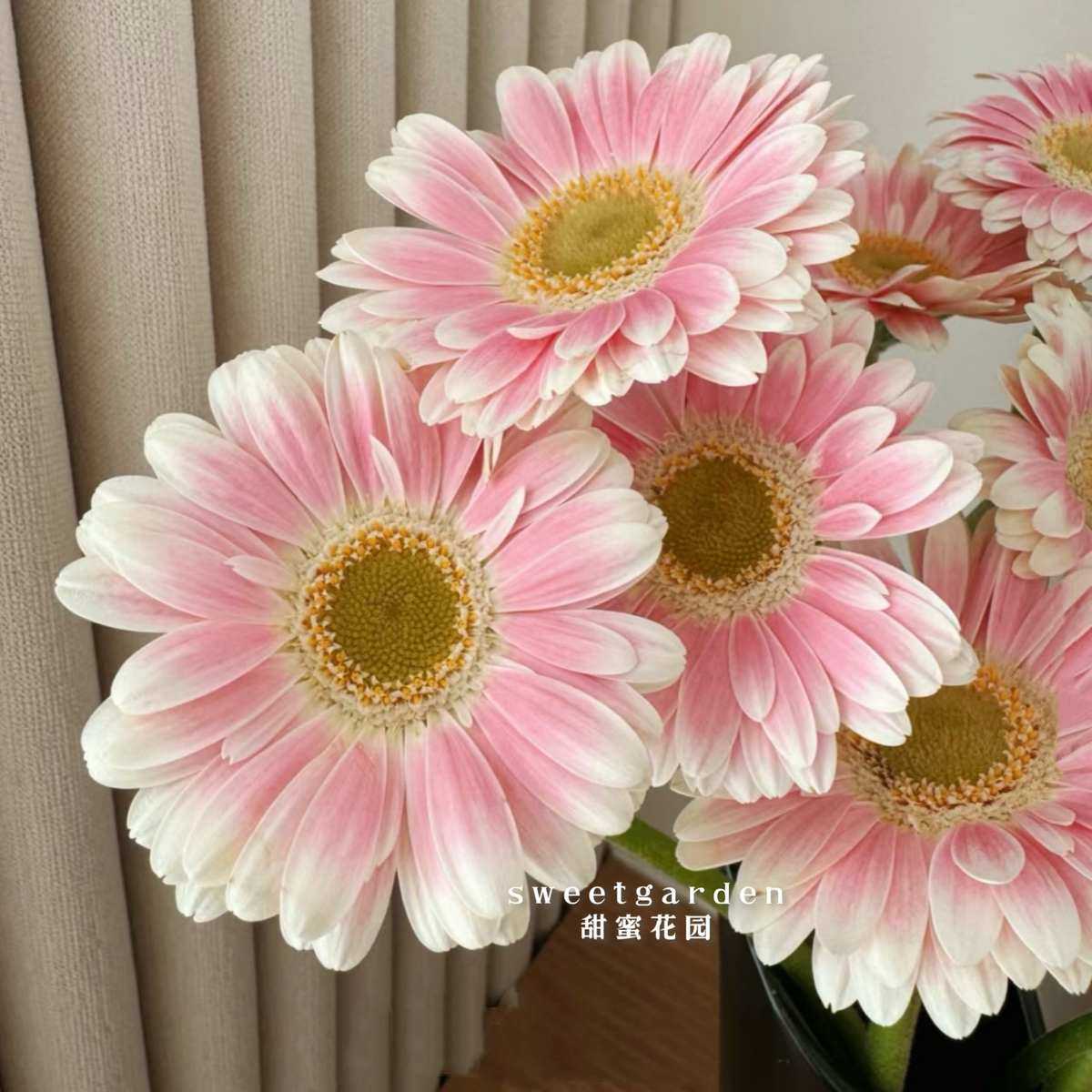 非洲菊包对版阳台卧室庭院客厅盆栽四季开花耐热新手耐活好养,鲜花速递/花卉仿真/绿植园艺,时令草本花卉,淘宝优惠券,粉丝福利购,淘宝优惠卷