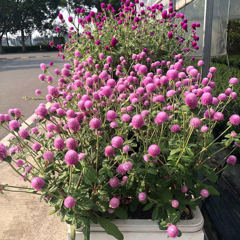 四季千日红盆栽千日小玲苗耐寒耐热庭院阳台地载花卉花镜宿根包邮