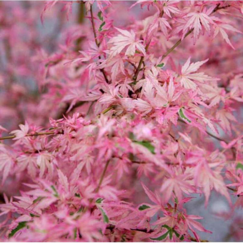 进口红枫泰勒枫树粉红色枫叶树别墅庭院阳台盆栽绿植彩叶树种