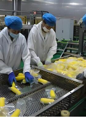 大型软包装黄糯玉米甜玉米蒸煮流水线甜玉米成套加工设备