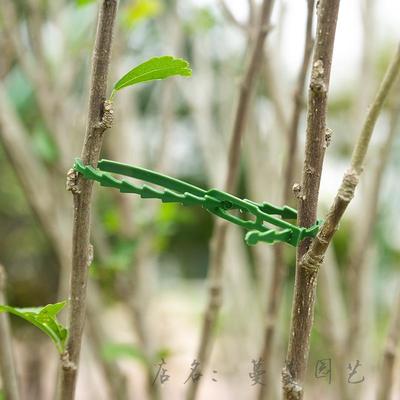 园艺绑扎带月季兰花枝固定牵引线植物爬藤捆扎搭建神器塑料活扣带
