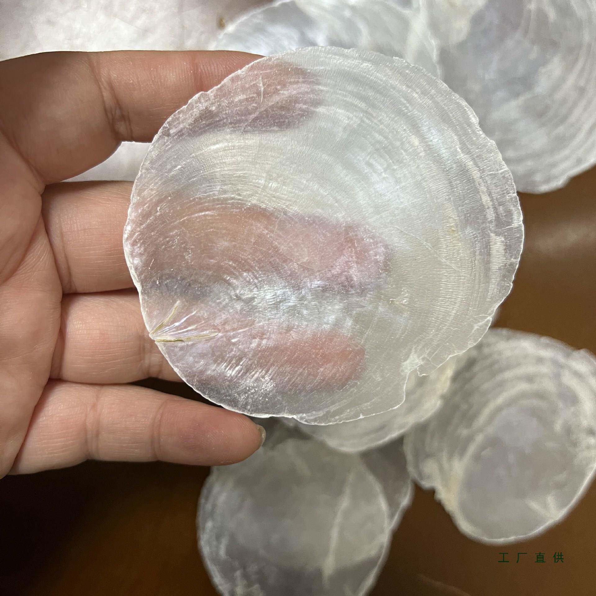 天然贝壳云母贝5-9CM左右海月贝透明贝壳家居装饰签名婚礼捧花