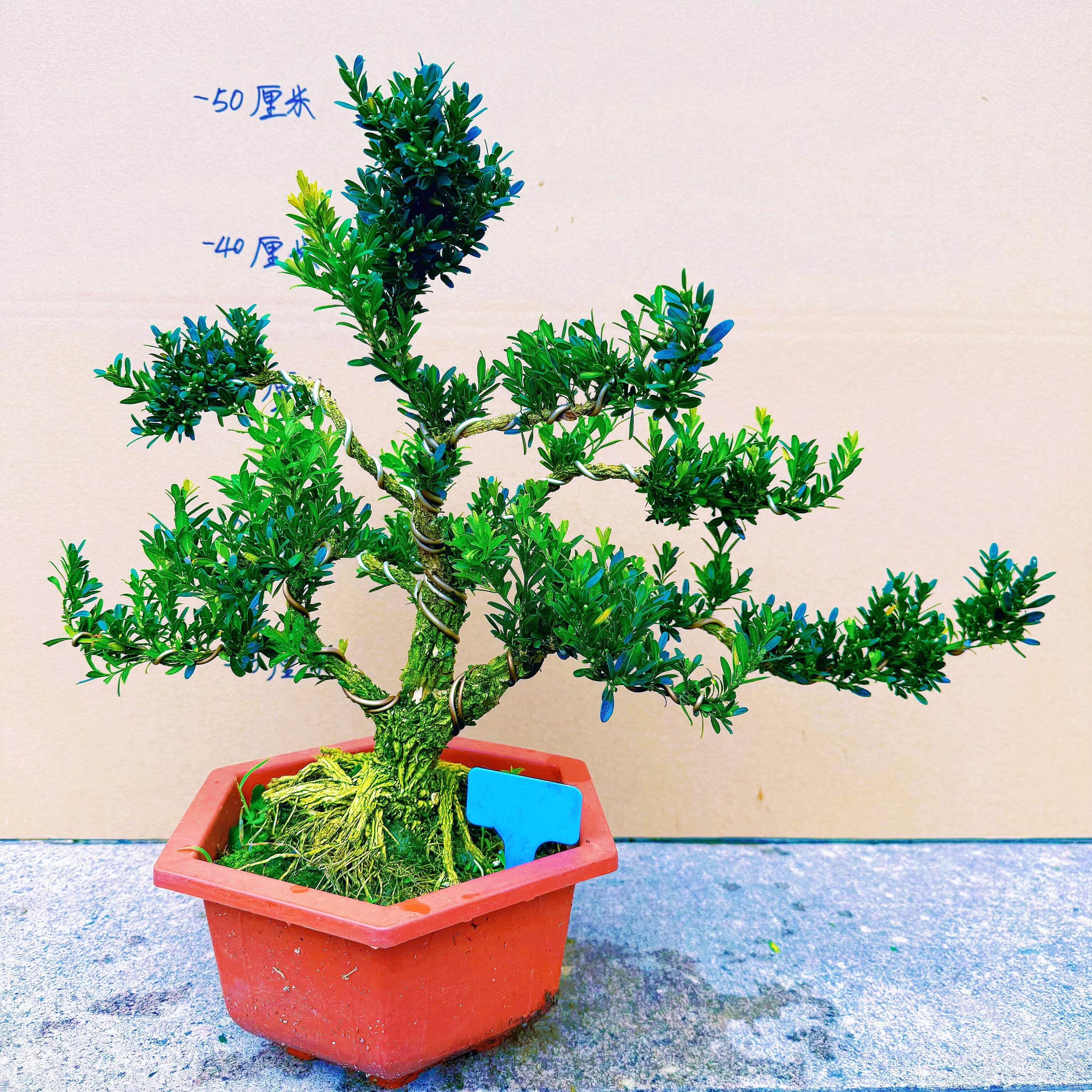 雀舌黄杨盆栽皱皮小叶黄杨盆景客厅室内阳台植物花卉四季常青名贵