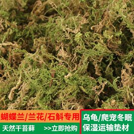 兰花苗装饰育苗种植苗木嫁接干苔藓石斛水草青苔宠物龟冬眠垫