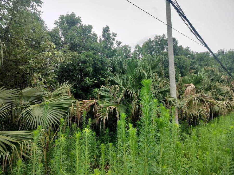 5月6日绵阳市苗木及附属设施网络拍卖公告