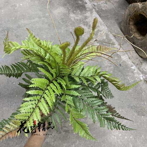 高品质手感大蕨叶蕨草蕨类植物造景绿植壁挂单只/束垂吊假草田园