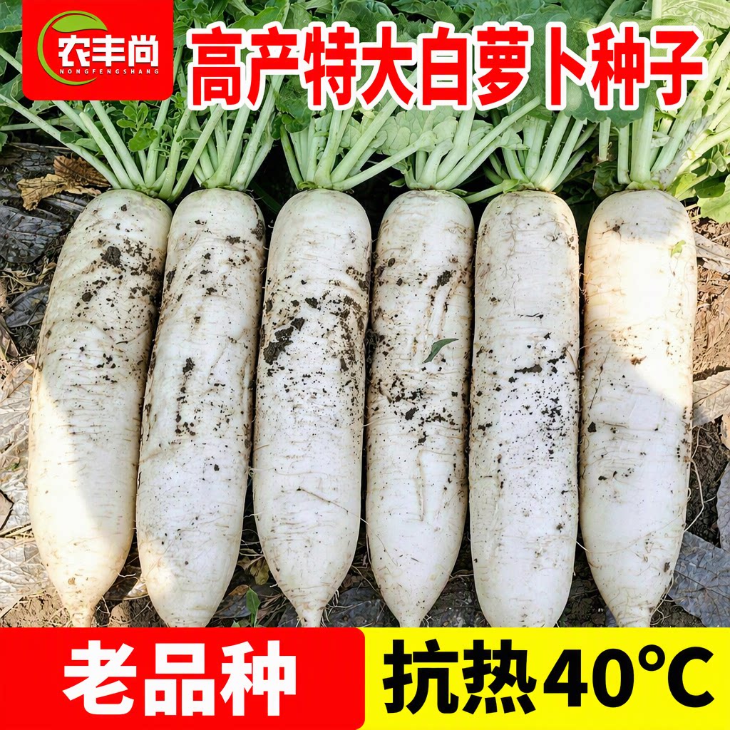 白萝卜种子高端新鲜老品种特大高产高发芽率抗热早熟四季庭院种植