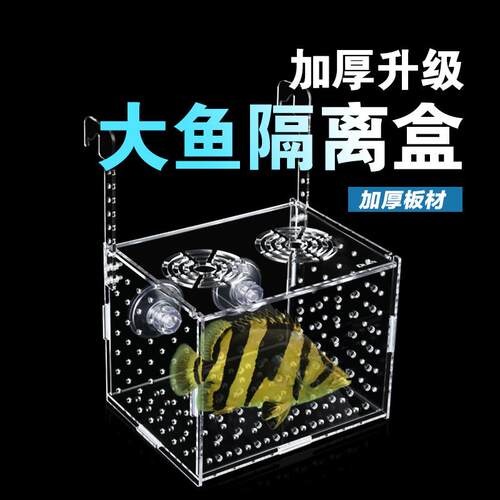 OLAN压克力加厚大号独立隔离盒大鱼虎鱼红龙幼鱼繁殖盒乌龟苗鱼缸