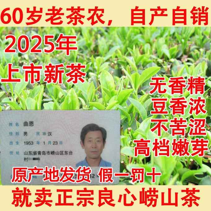 农民自种崂山绿茶2025年新茶春茶豆香浓郁崂茶农大田崂山茶青岛