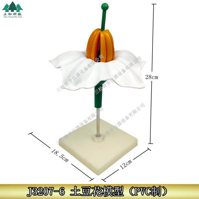 生物教学仪器植物模型土豆花模型各类花的模型直销