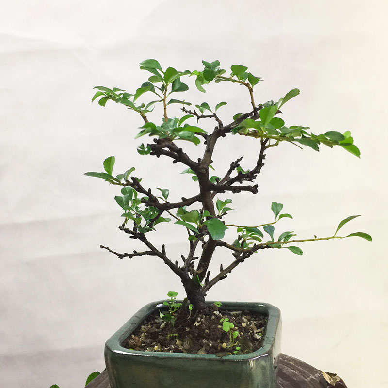 长寿梅进口红花一号长青耐寒开花结果花期长精品观花盆景