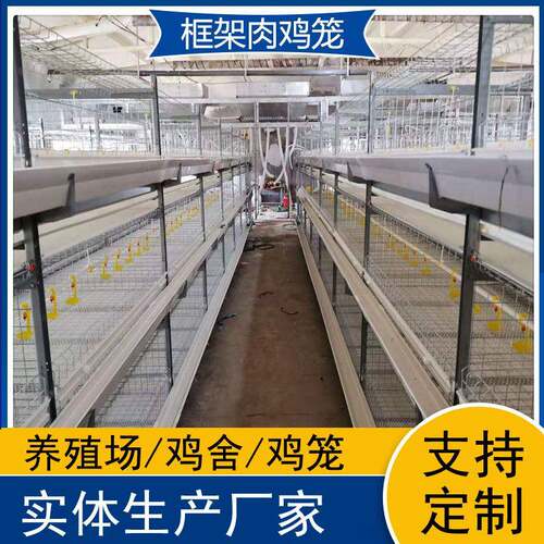 自动化框架肉鸡笼养鸡设备鸡舍改造大中小型养鸡厂鸡笼