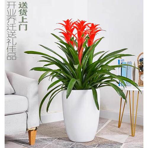 深圳鸿运当头盆栽凤梨花客厅室内花卉办公室绿化盆景开花植物