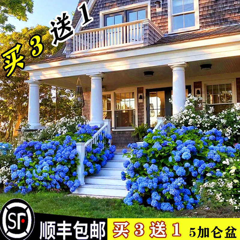 绣球花苗带花苞八仙大花耐寒无尽夏阳台别墅庭院地栽盆栽多季耐阴