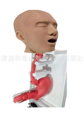 上海天津北京3D打印人体模型仿真硅胶人体模型消化道模型肠胃模型