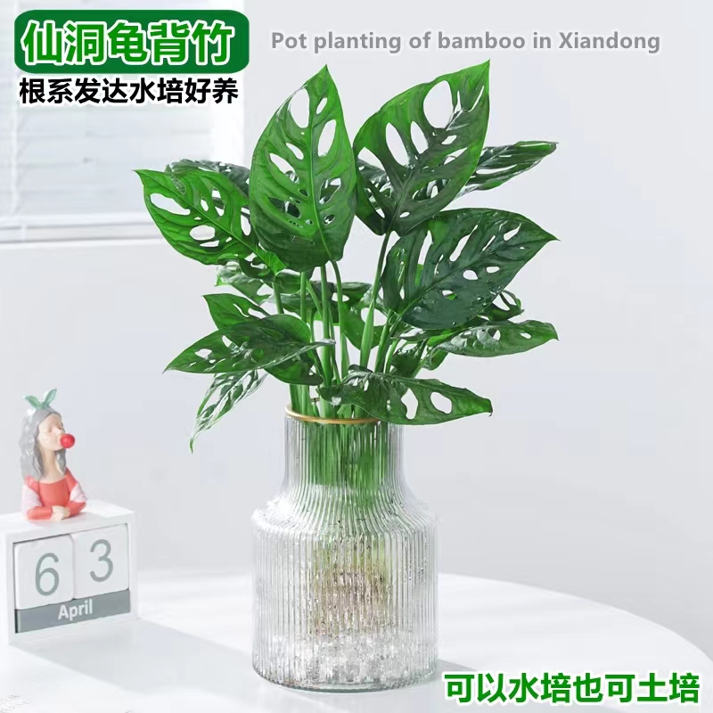 水培植物仙洞龟背竹盆栽室内桌面四季好养净化空气除甲醛花卉绿植