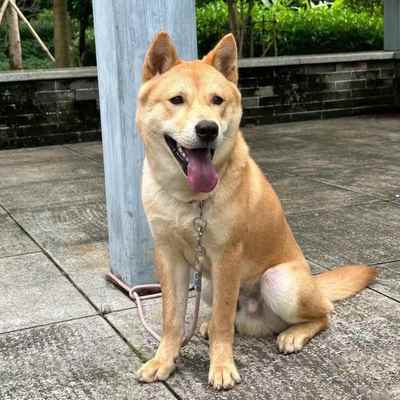 大黄狗幼犬大骨架中华田园犬赶山犬活体小狗看家狗大型狗犬狗猎犬