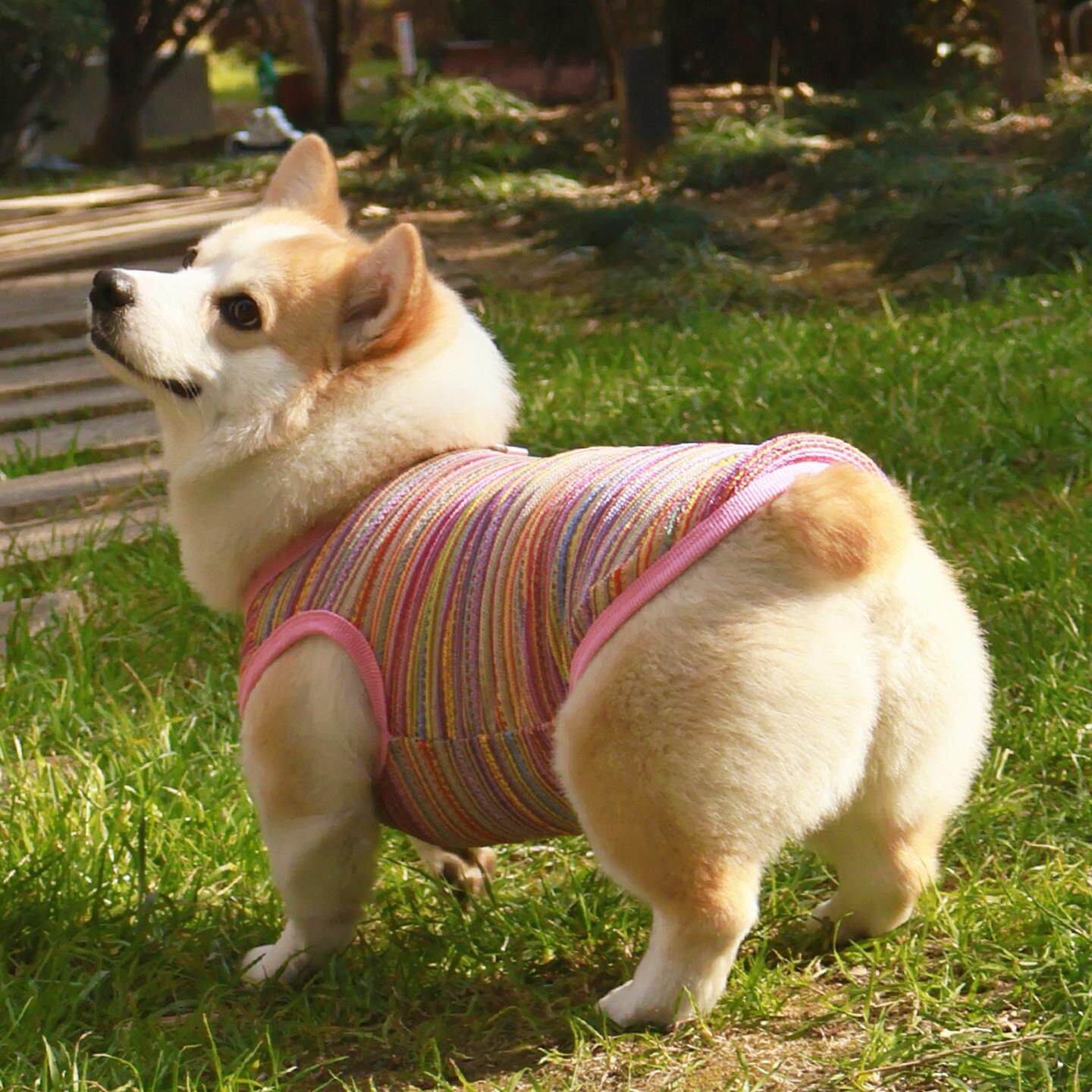 狗狗衣服2026春夏季防掉毛防晒防脏宠物背心柴犬柯基柯基薄款马甲
