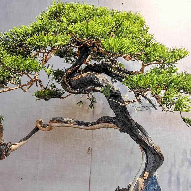 16516511迎松真树假大型树中式客室内造景仿绿植玄关橱窗崖柏松根