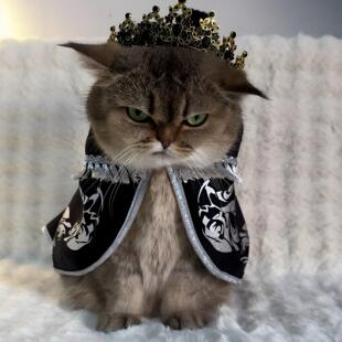 少咪暴君!拽猫披风宠物配饰猫咪cos服个性装饰衣服拍照出片道具