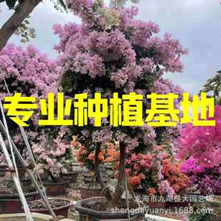 福建金夫人三角梅种植基地造型五雀多色三角梅红花造型三角梅