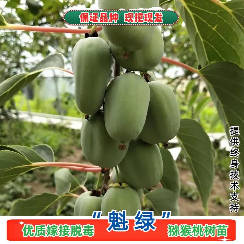 软枣猕猴桃树果苗嫁接魁绿软枣子猕猴桃苗绿心奇异莓树苗盆栽地栽