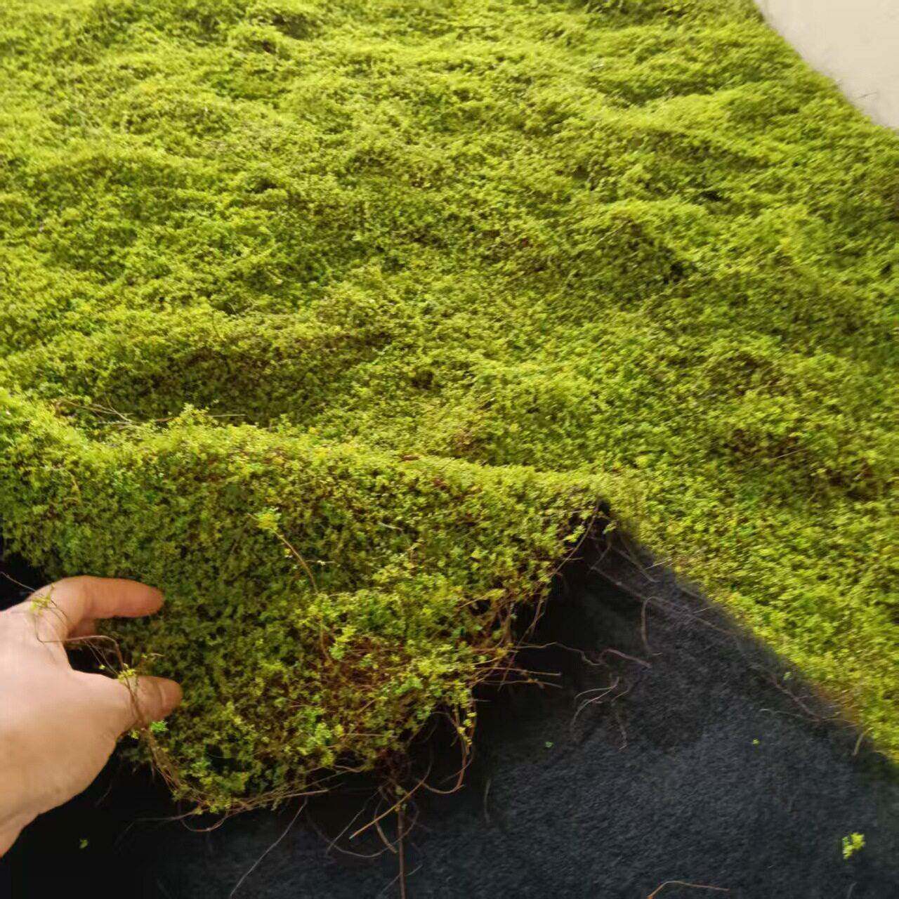 棕丝苔藓假青苔人造仿生草皮装饰绿植微景观造景植物室内造景草坪