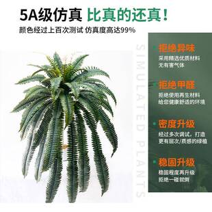 真绿植盆饰栽蕨类橱真仿窗装饰造景仿植咨询客服物假绿植尖尾波斯