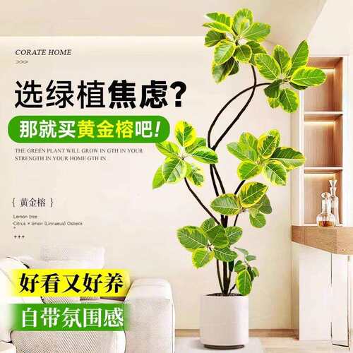 花叶造型黄金榕橡皮树客厅绿植富贵榕室内办公室绿植大型盆栽植物