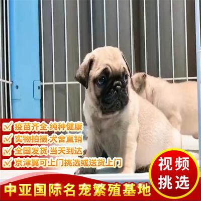 纯种巴哥幼犬活体宠物狗小型犬赛级血统鹰版憨厚短毛哈巴狗八哥犬