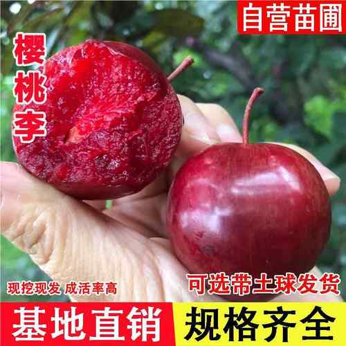 新品种李树果苗嫁接智利樱桃李树苗脆甜珠宝李盆栽庭院地栽李子苗