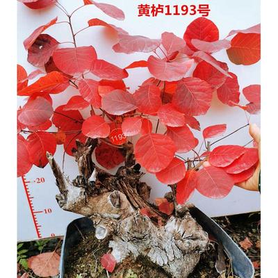 精品红栌黄栌盆景老桩古耐寒热卖香山红叶树桩一物一拍老桩