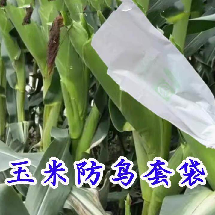 玉米防鸟套袋专用防防乌瓜果羊角蜜防虫袋防雨防蚊虫病育果袋