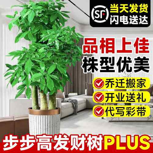 步步高发财树三杆原生客厅大盆栽大型绿植乔迁新居办公室开业送礼