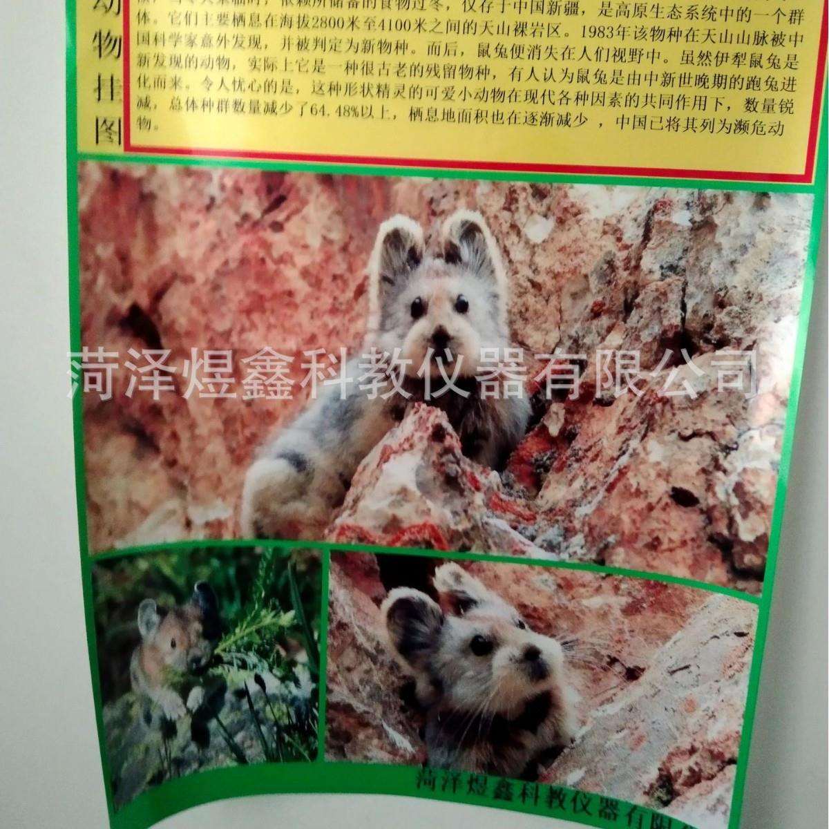 新课标50511001001 珍稀动物挂图 科学与生命实验挂图