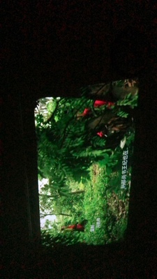 深圳蒙奇奇数码专营店的投影仪怎么样，是杂牌吗？