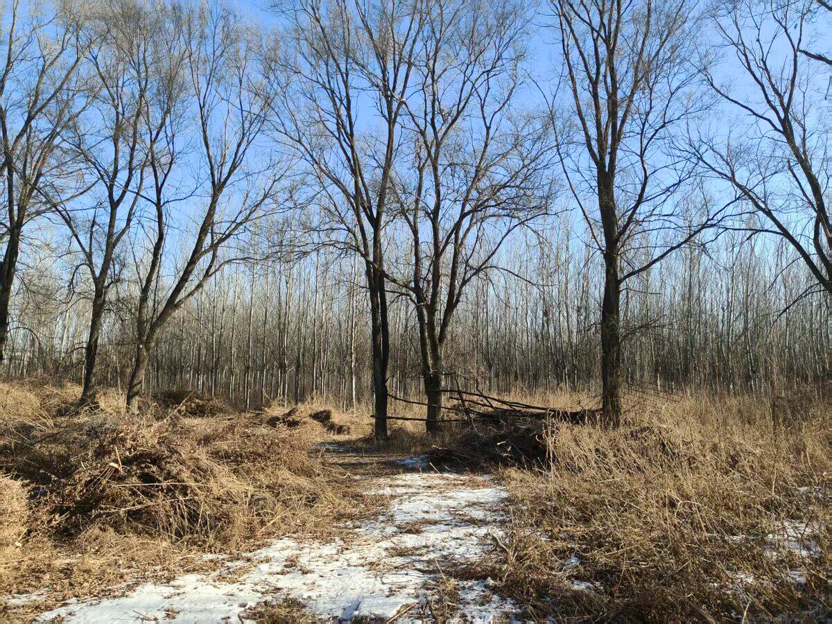 （破）园林景观树，银中杨约3287株、糖槭树约628株、海棠树约1000株