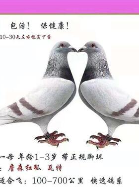 信鸽成绩鸽 种鸽 公棚天落鸟 大特比 迟归 鸟活体 大鼻子 杨阿腾