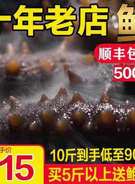 乐扬先活大连即食海参500g鲜活辽参刺参非干货礼盒新鲜海生单个装