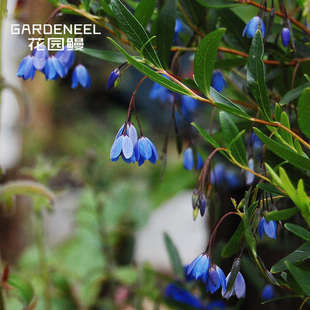 花园鳗澳洲蓝铃花蓝钟藤攀援爬藤海桐花卉白色粉色铃铛耐热盆栽苗