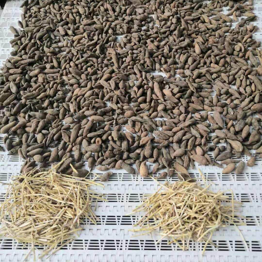 黄芩干燥设备 黄芪微波干燥杀菌设备 免费实验 微波设备专厂家