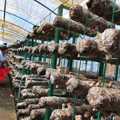 蘑菇架培菌蘑菇养殖网格网架花架网片温室蘑菇养殖网片
